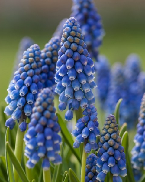 Muscari armeniacum